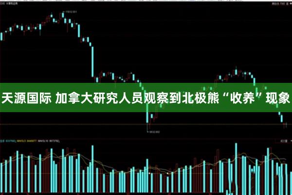 天源国际 加拿大研究人员观察到北极熊“收养”现象